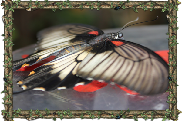 Papilio Memnon -  South Asia