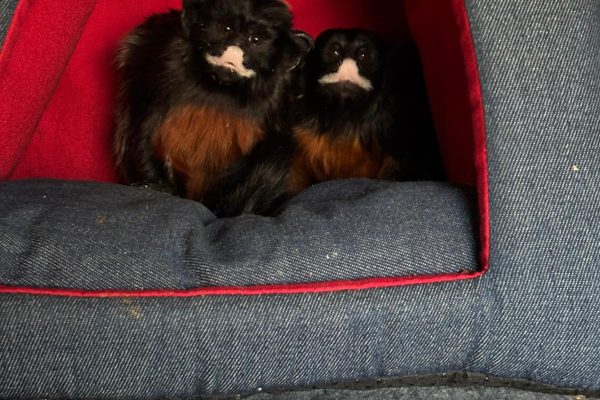 White Slipped Tamarin From Poland